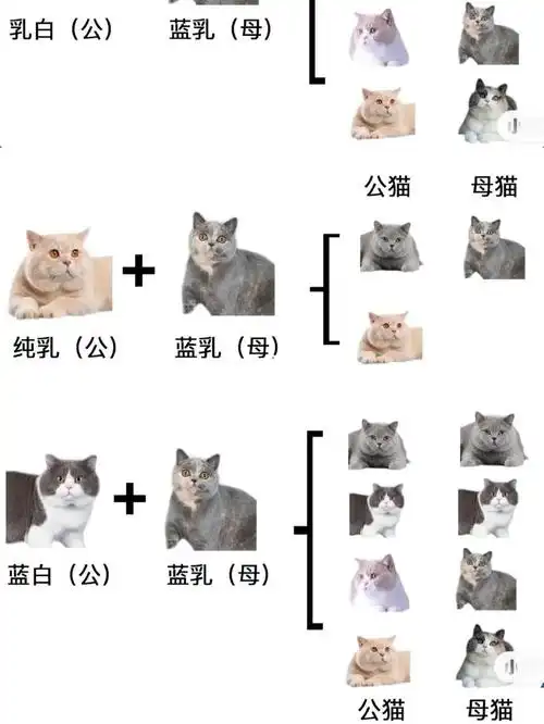 蓝乳英短含矮脚猫配色方案