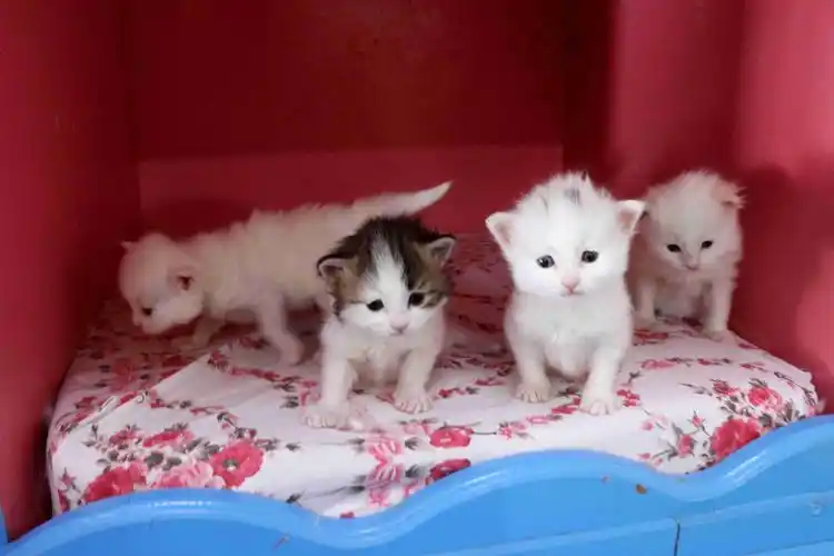 土耳其新生四只樊猫宝宝02谁能顶得住它们水汪汪的大眼睛