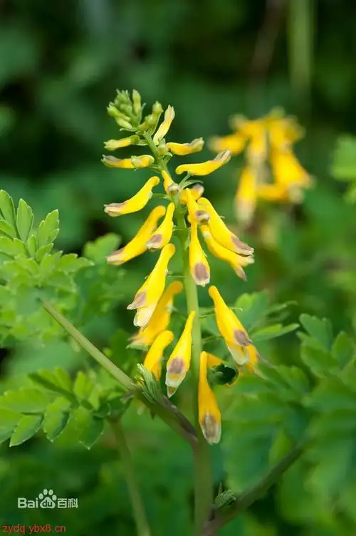 黄堇 - 第1张  | 中草药图片大全-中药的功效与作用