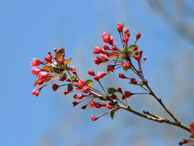 含苞待放的海棠花