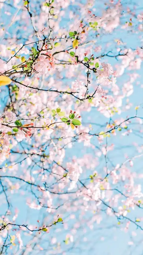 超好看的日本樱花图片,太美了!