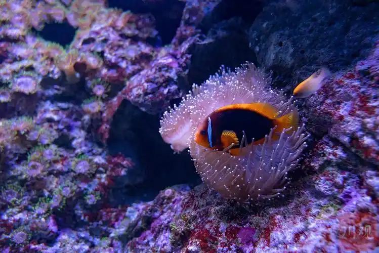 c视频生机勃勃春日邂逅别样海底风光