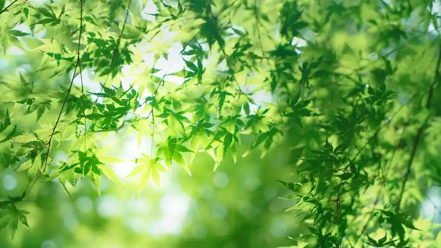 树叶绿色护眼清新叶子阳光安静桌面壁纸