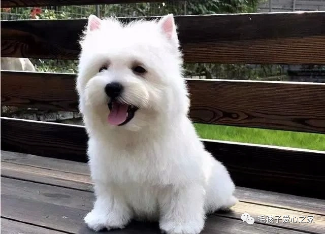 大家注意小型犬忠心榜单这6种小型犬一生只认一个主人