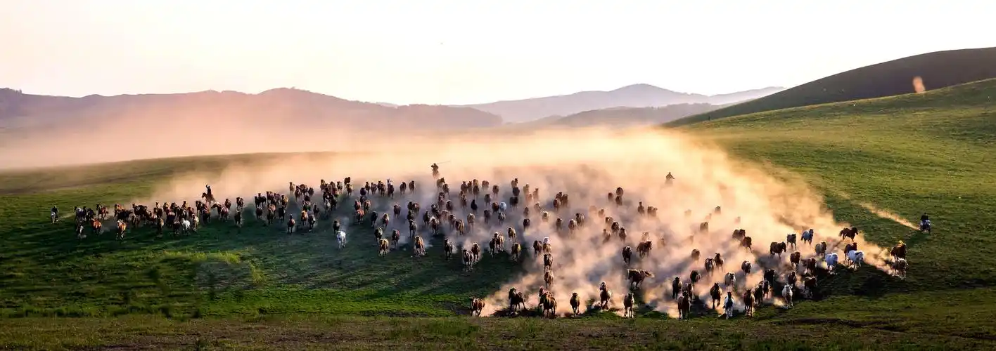 骏马奔驰在草原上