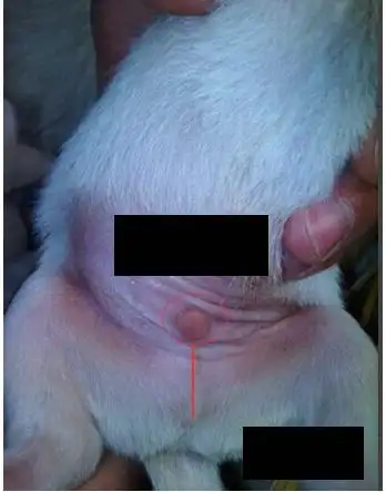 怎样分辨狗的雌雄