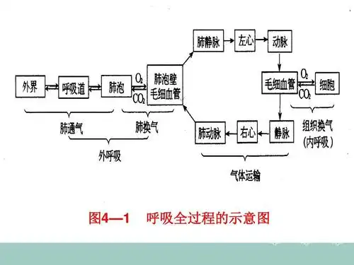 呼吸——大学课件ppt