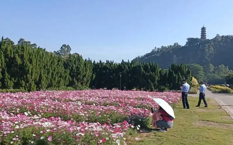 南沙4(蒲洲花园)