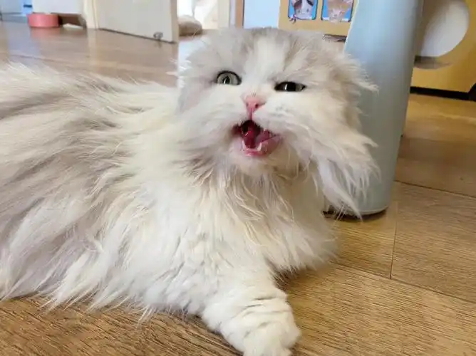 小猫叫声沙哑怎么回事(小猫叫声沙哑怎么回事啊)