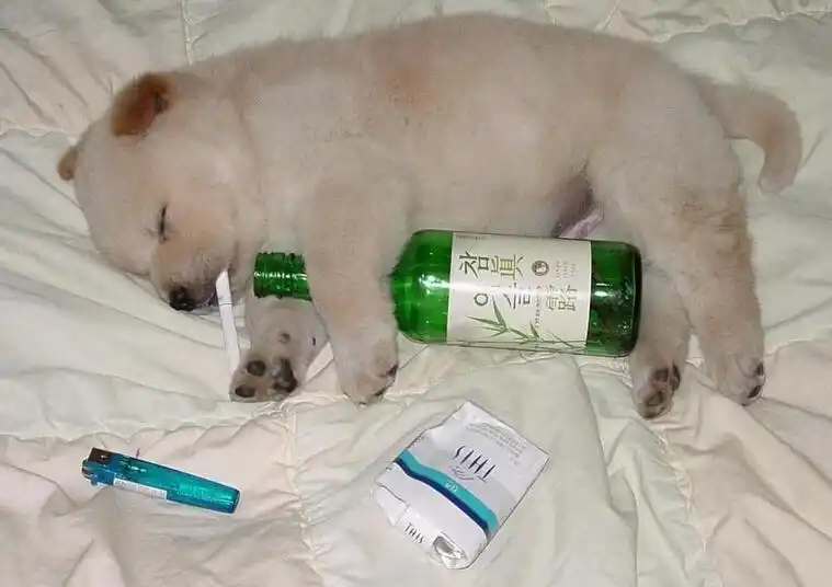 【话题】喝醉酒你会想干嘛呢? - vivo官网社区