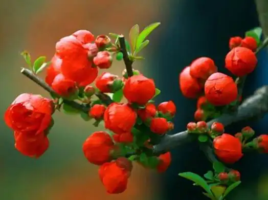 海棠花风水寓意,金玉满堂,富贵迎春