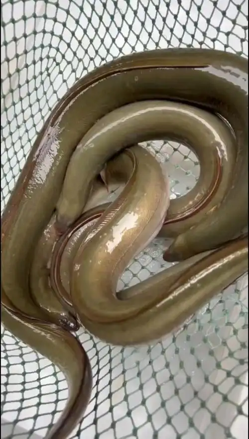 河鳗江鳗17至2斤一条微笑特别生猛有几条