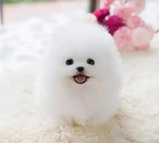 北京博美怎么卖 北京哪卖博美 北京博美多少钱_北京博美犬 _狗铺子