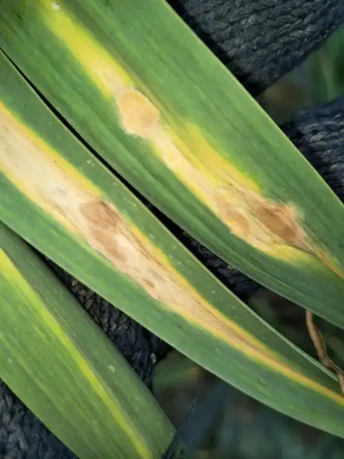 大蒜病害,如图片上的症状,田间好多都发生了,可咋办啊?