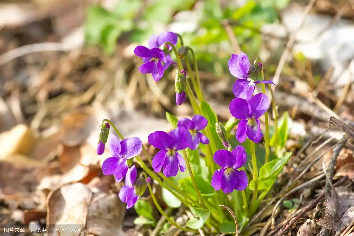五月花viola紫罗兰森林花odorata