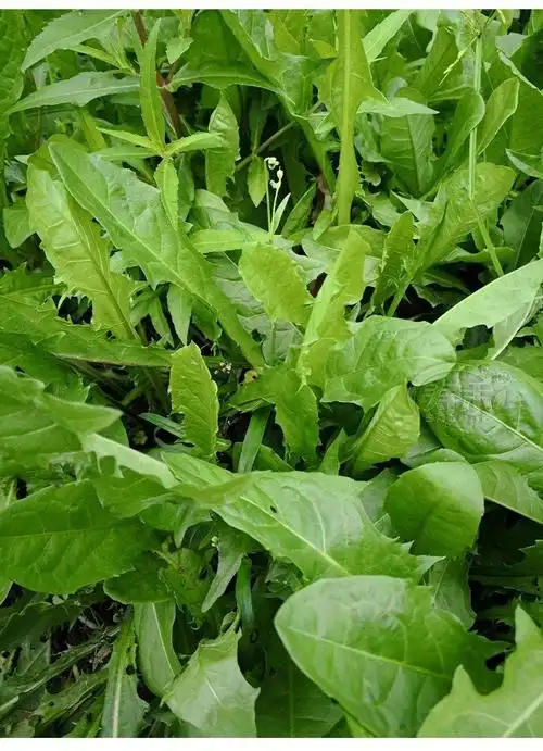 大叶蒲公英的种子食用野生蒲公英种籽婆婆丁浦公英种子蒲公英种子卓天