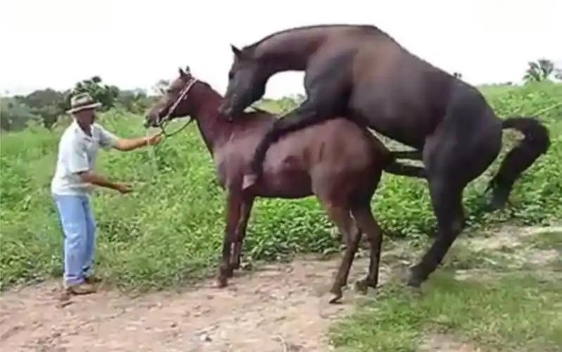 公马!忍不住了-动物视频-搜狐视频