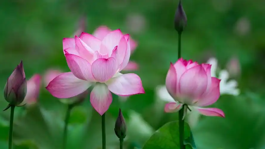 《莲漪夏滟》莲池荷花正娇艳