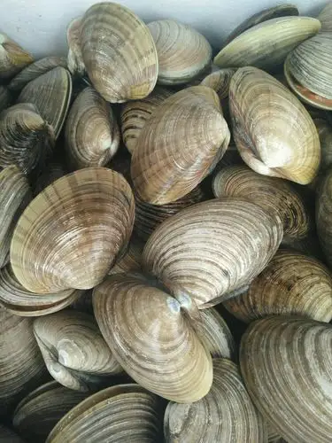 海鲜贝类