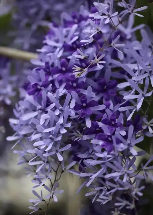 让人一见倾心的梦幻蓝色花,愿你拥有蓝天,大海一样的胸怀