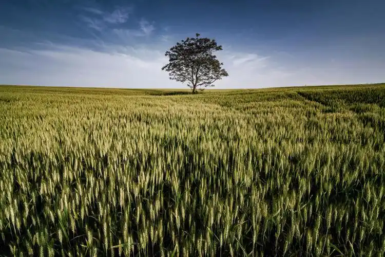 合肥小岭南麦田