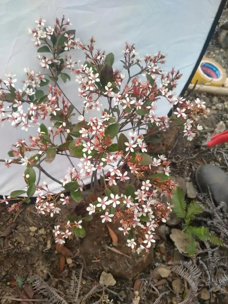 网红海岛春花,国旗红杜鹃花#又到人间最美四月天了 #春天的温 - 抖音