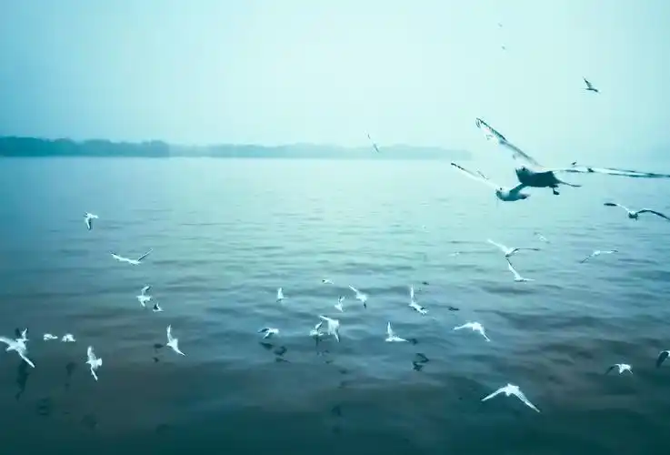 无锡鼋头渚的小精灵华为p40propolarr泼辣修图