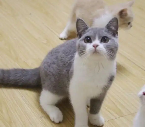 可出售英短蓝白妹妹