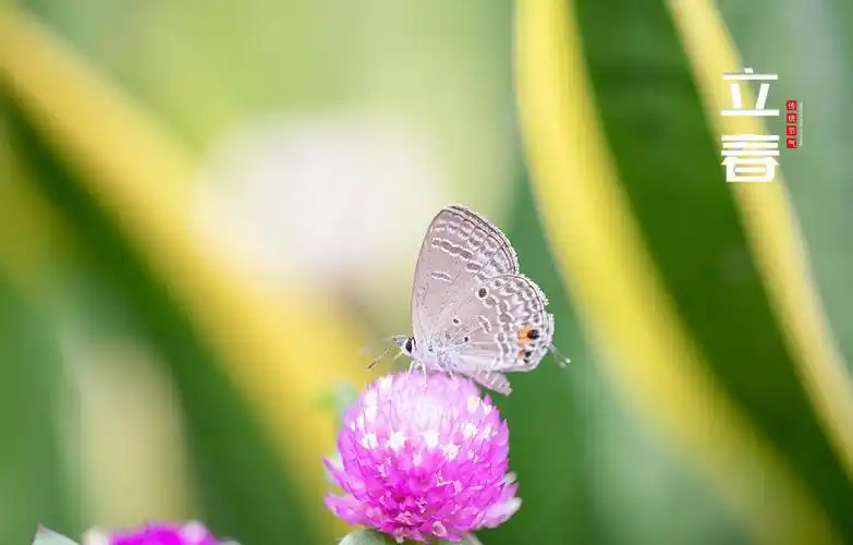 24节气立春唯美迷人主题图