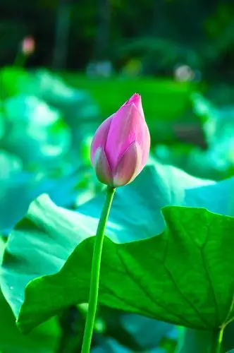 一生"荷"求:每年我都去拍摄荷花,从花蕾初现到结莲枯萎.