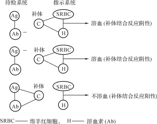 补体结合反应:是一种在补体参与的条件下,以绵羊红细胞和溶血素作为