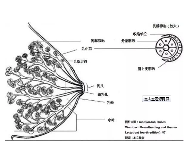 你以为你是没有奶?不!你只是没有刺激出奶阵!