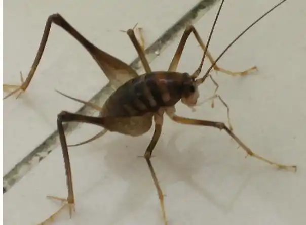 这个是什么虫子啊,很大_百度知道