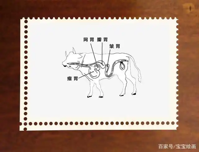 牛的四个胃,还可以这样来画