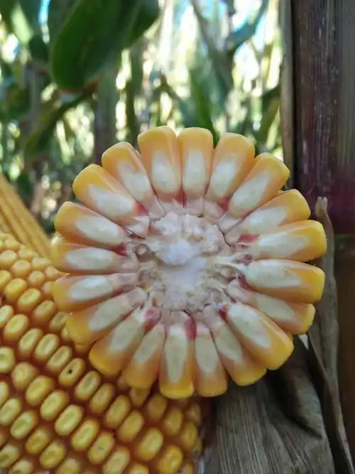 增产增收 写美篇2018年吉林省审定玉米新品种 销售热线:微电