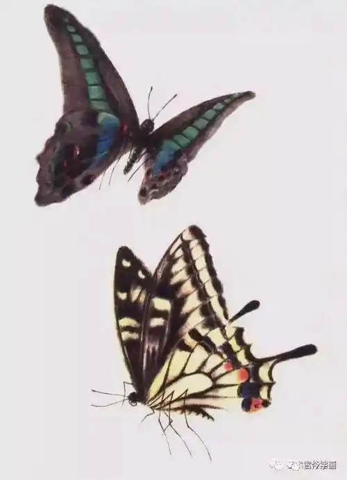 工笔没骨蝴蝶千姿百态画蝴蝶不用愁了