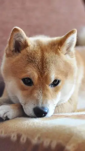 呆萌奶狗汪星人