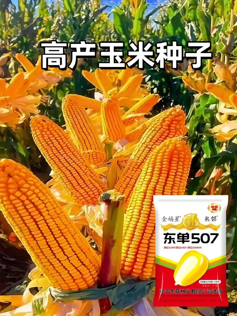 图文伙伴计划2024 矮杆轴细大棒玉米种子,东单507四区 - 抖音