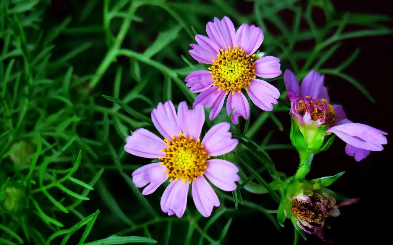 紫色波斯菊宽屏植物桌面壁纸下载