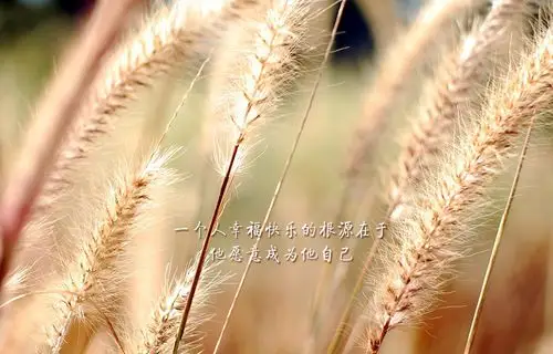 唯美风景励志文字