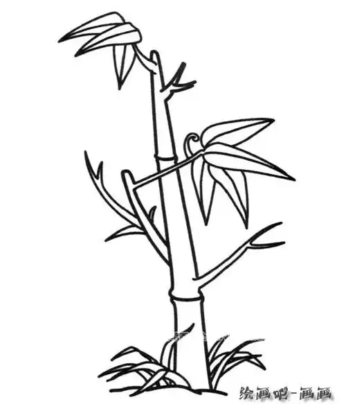 富贵竹简笔画 富贵竹简笔画带颜色