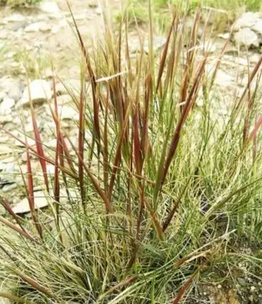 醉针茅根的功效与作用_美健品招商网