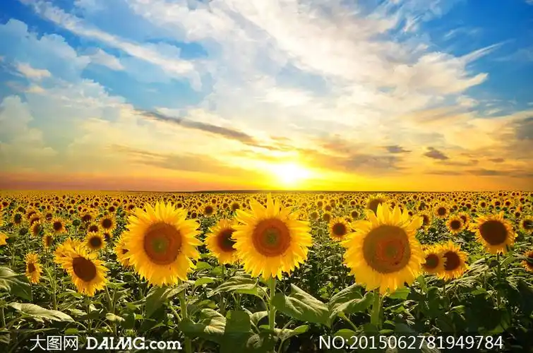 蓝天白云阳光与葵花园摄影高清图片