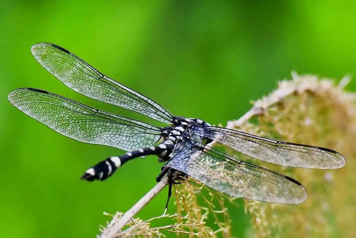 蜻蜓资料图片