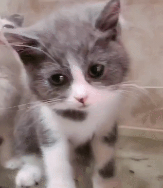 谁能看到猫咪眼里的悲伤,楚楚可怜委屈巴巴,网友:马上哄它!