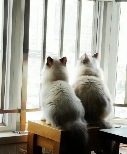 那时候个头还比弟弟大.背影好像两条