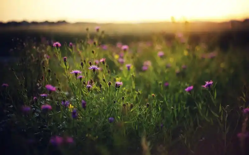 唯美春日花海风景桌面壁纸,风景壁纸,唯美,高清,梦幻,春天,自然风光