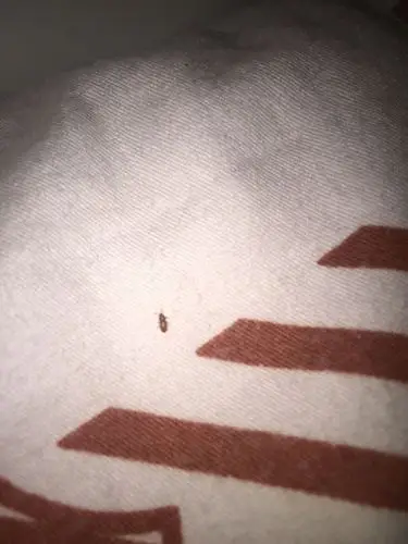 这是什么虫子 棉絮上 传单上都是这种小虫子 太恐怖了!_百度知道