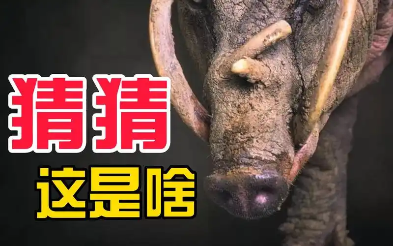你知道世界上最丑的猪长什么样吗?