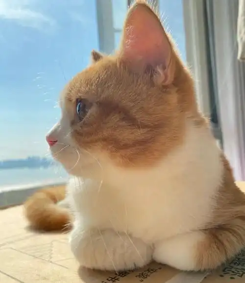 橘白田园猫大橘猫幼崽宠物猫活体猫舍幼猫纯种土猫家猫猫猫咪活物